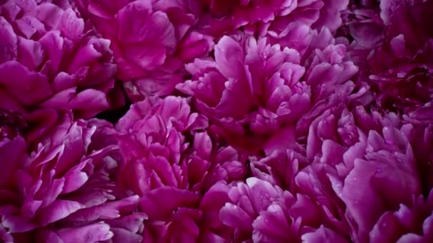 Pioenenbloei Bloemblaadjes Grote Knop Voorjaar Bloementapijt Oppervlak Textuur Roze Bloemen — Stockvideo
