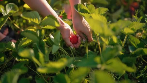 Yaz Bahçesindeki Çalılıklardan Olgun Kırmızı Çilekleri Toplayan Kadın Eli Güzel — Stok video