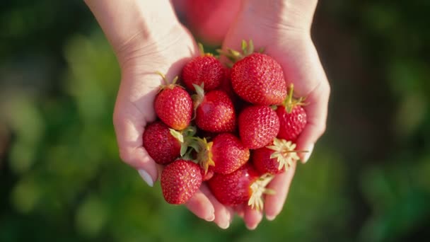Vrouwelijke Boer Plukt Rijpe Biologische Aardbeien Handen Houden Van Verse — Stockvideo