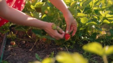 Yaz bahçesindeki çalılıklardan olgun kırmızı çilekleri toplayan kadın eli. Güzel sahne, hasat konsepti. Sağlıklı beslenme, lezzetli vejetaryen tatlı, vitamin, beslenme