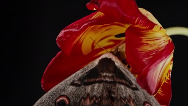 Mariposa Nocturna Europea Saturnia Pyri Polilla Gigante Del Pavo Real — Vídeo de stock