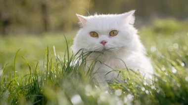 Beyaz İskoçya 'nın sevimli portresi yeşil çimenlik arka planda düz tüylü kedi. Lüks evcil kedi, doğa yürüyüşünde temiz hava soluyor..