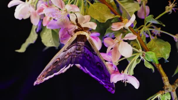 Európai Éjszakai Pillangó Saturnia Piri Óriás Pávamoly Almaágon Virágzó Ágon — Stock videók