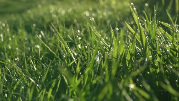 Proste Tło Zielony Trawnik Świeżej Trawy Naturalna Łąka Kołysząca Się — Wideo stockowe