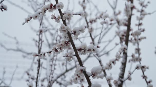 昨年の早春の雪の下で庭にリンゴの木が咲く 冷たい気温霜 異常な温度だ 気候変動の結果 高品質4K映像 — ストック動画