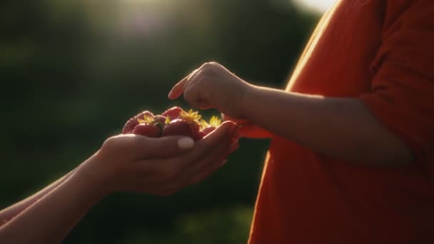 Barnet Tar Äter Jordgubbar Från Mor Händer Trädgård Bakgrund Kärlek — Stockvideo
