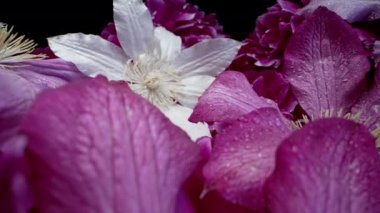 Clematis ve şakayık çiçekleri, büyük tomurcukların yaprakları. Bahar çiçekli halı dokusu - pembe çiçekler çiçek arkaplanı. Makro çiçek açan doğa manzarası. Düğün, Sevgililer Günü konsepti.