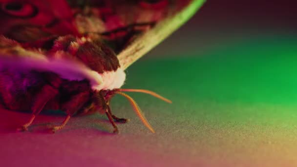 European Night Butterfly Saturnia Pyri Jättestor Påfågel Mal Glödande Färgglada — Stockvideo