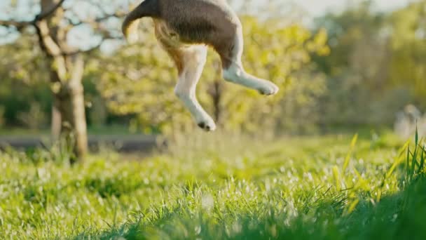 Веселые Прыжки Бревне Зеленая Свежая Рыба Дрессировка Собак Прогулке Природе — стоковое видео