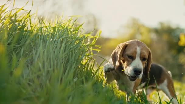 緑の新鮮な草を食べる素敵なビーグル 街の外の自然を背景に歩いて美しい犬 可愛い犬ちゃん 狩りの品種 — ストック動画