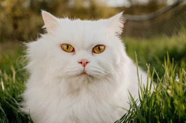 Beyaz İskoçya 'nın sevimli portresi yeşil çimenlik arka planda düz tüylü kedi. Lüks evcil kedi, doğa yürüyüşünde temiz hava soluyor..