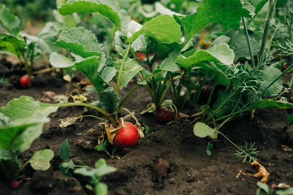 Crescendo Rabanete Solo Jardim Legumes Saudáveis Fundo Alimentar Rábanos Europeus — Fotografia de Stock