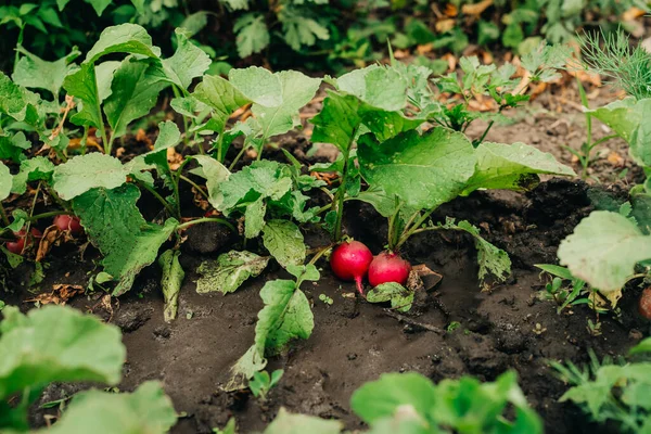 Crescendo Rabanete Solo Jardim Legumes Saudáveis Fundo Alimentar Rábanos Europeus — Fotografia de Stock