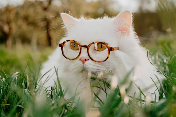 Cute Portret Biały Highland Prosto Puszysty Kot Zielonym Tle Trawnika — Zdjęcie stockowe