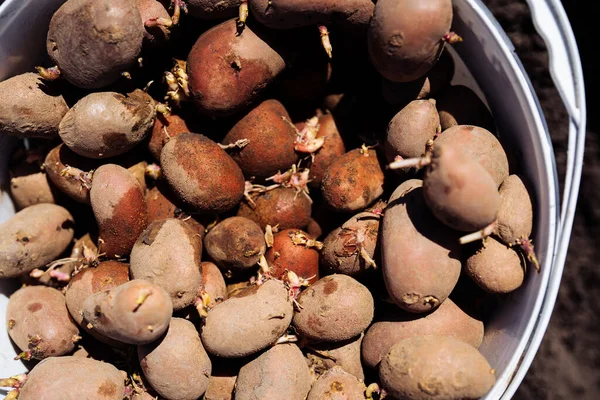 Παλιές Πατάτες Κουβά Λαχανάκια Φύτεψε Πατάτα Στο Χώμα Κήπος Λαχανικά — Φωτογραφία Αρχείου