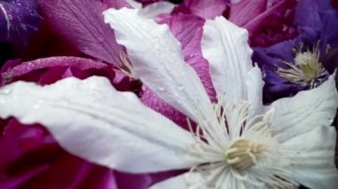 Clematis çiçek açıyor, büyük tomurcuğa yapraklar dökülüyor. Bahar çiçekli halı dokusu - pembe çiçekler çiçek arkaplanı. Makro çiçek açan doğa manzarası. Düğün, Sevgililer Günü konsepti.