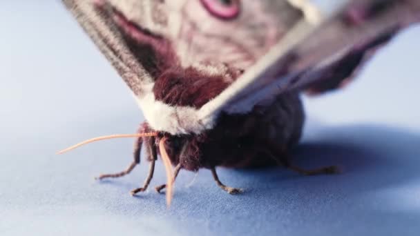 欧洲夜间蝴蝶 土星斑鸠 巨大的孔雀蛾在紫色的桌上展翅展翅 红皮书 中罕见的昆虫种类 高质量的4K镜头 — 图库视频影像