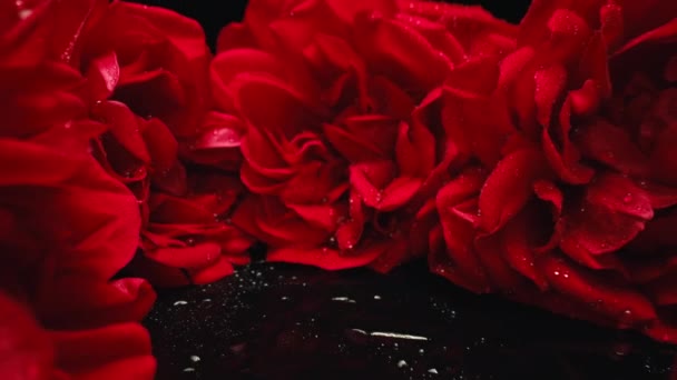 Vista Macro Deslizador Mueve Pasillo Flores Rosas Pétalos Brotes Verano — Vídeos de Stock