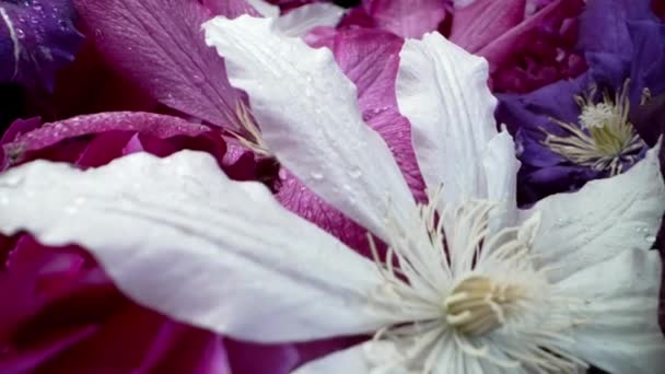 Flor Clematis Pétalos Gran Brote Textura Superficie Alfombra Floral Primavera — Vídeos de Stock