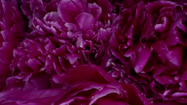 Peonía Floreciente Pétalos Gran Brote Textura Superficie Alfombra Floral Primavera — Vídeos de Stock