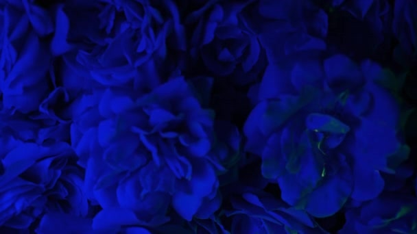 Geweldige Vrouw Ogen Gezicht Met Perfecte Make Blauwe Rozen Bloemen — Stockvideo