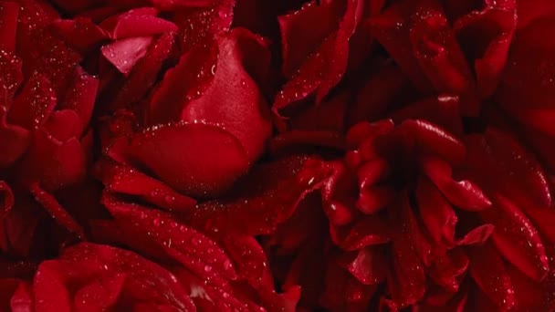 红玫瑰 红宝石环生 花瓣湿润 花瓣大 夏季花毯表面纹理 生机勃勃的花朵背景 宏观欣欣向荣的自然景观 情人节的概念 — 图库视频影像
