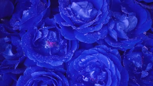 Blaue Rosen Blühen Blütenblätter Auf Großen Knospen Exotische Florale Teppich — Stockvideo