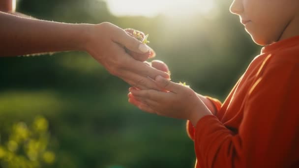 Criança Tomando Comendo Morango Mãe Mãos Jardim Fundo Amor Tipo — Vídeo de Stock