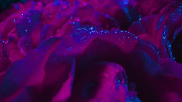 Mawar Merah Muda Berbunga Kelopak Pada Tunas Besar Dew Drops — Stok Video