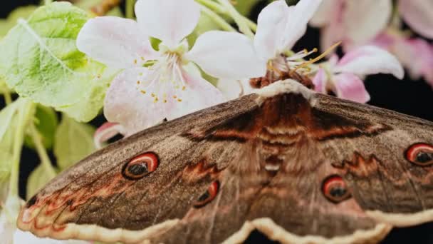 European Night Butterfly Saturnia Pyri Giant Peacock Moth Sits Apple — Stock Video