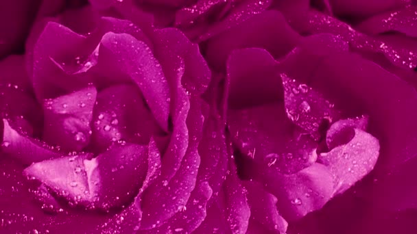 Rosas Rosadas Floreciendo Pétalos Capullo Grande Gotas Rocío Textura Superficie — Vídeos de Stock