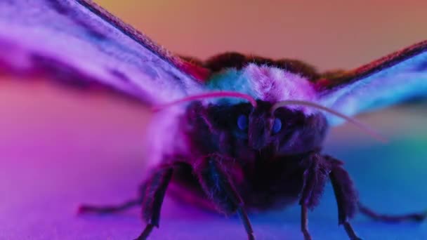 Nachtvlinder Saturnia Pyri Reuzenpauwmot Onder Kleurrijk Neonlicht Verbazingwekkende Zeldzame Insectensoorten — Stockvideo