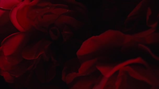Makro Portrét Krásná Žena Vaně Tvář Perfektní Make Růžích Květiny — Stock video