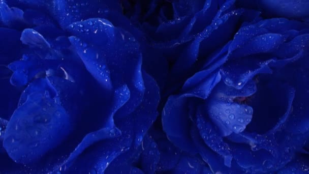 Roses Bleues Avec Gemme Saphir Anneau Pétales Humides Sur Grand — Video