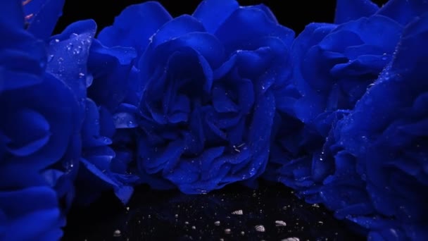 매크로 뷰에서는 꽃봉오리가 인디고 장미와 꽃봉오리가 통로를 슬라이더가움 여름의 양탄자 — 비디오