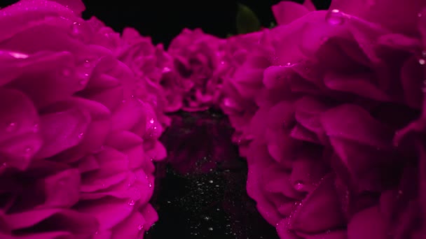 Macro Uitzicht Schuifregelaar Beweegt Gangpad Bloeiende Roze Rozen Bloemblaadjes Knoppen — Stockvideo