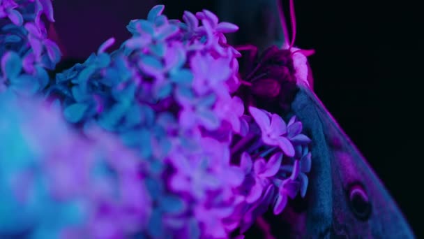 Mariposa Nocturna Europea Saturnia Pyri Polilla Pavo Real Gigante Sienta — Vídeo de stock