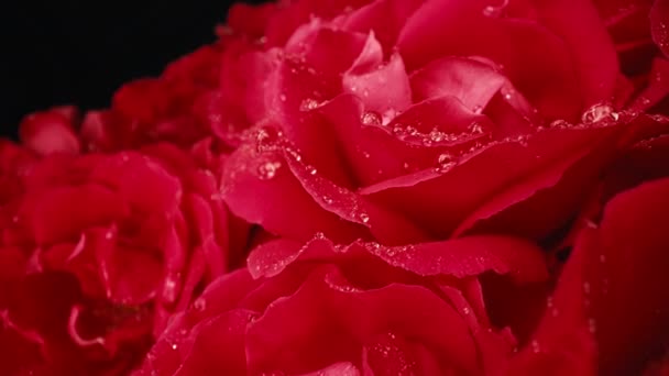 Макро Вид Розы Лепестки Капли Росы Удивительные Розы Цветочный Ароматный — стоковое видео