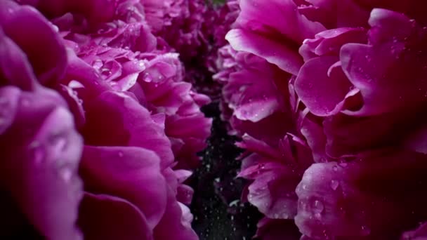 Macro View Slider Moves Aisle Flowering Peonies Petals Buds Spring — Stock Video