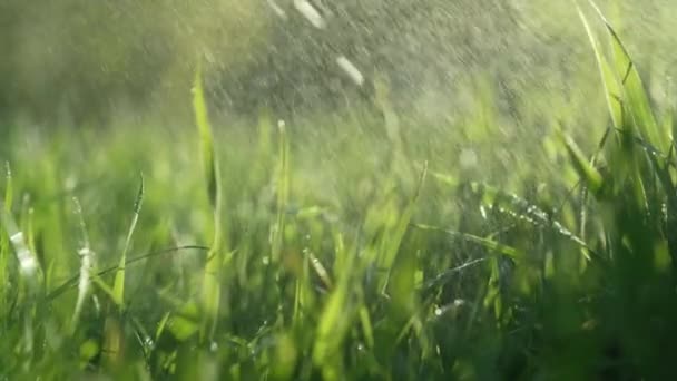 Зелена Соковита Трава Газон Під Ранок Падає Дощ Природний Луг — стокове відео
