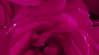 Macro manzaralı gül yaprakları, çiğ damlaları, harika bir gül. Çiçekli, aromalı. Yaz halı dokusu - pembe çiçekler çiçek arkaplanı. Lanet doğa manzarası. Düğün, Sevgililer Günü konsepti