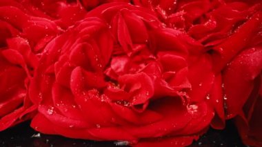 Macro manzaralı gül yaprakları, çiğ damlaları, harika bir gül. Çiçekli, aromalı. Yaz halı dokusu - kırmızı çiçekler çiçek arkaplanı. Lanet doğa manzarası. Düğün, Sevgililer Günü konsepti