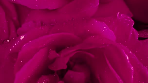 Macro Ver Rosas Pétalos Con Gotas Rocío Rosa Increíble Fondo — Vídeos de Stock