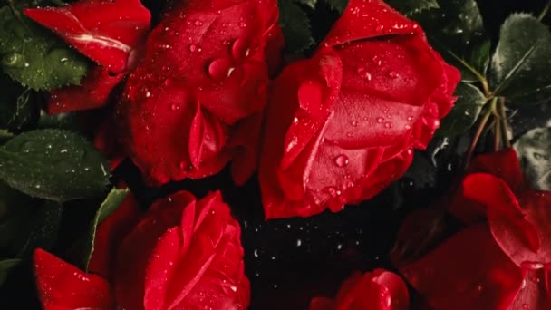 宏观看玫瑰花瓣与露珠 令人惊奇的玫瑰 花香芬芳的背景夏季地毯表面纹理 红色花的背景 欣欣向荣的自然景观结婚 情人节的概念 — 图库视频影像