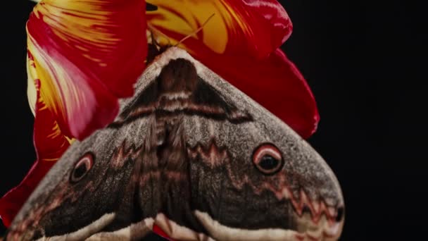 Farfalla Notturna Europea Saturnia Pyri Falena Pavone Gigante Siede Sul — Video Stock