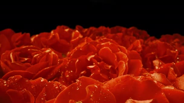 Makro Ansicht Von Orangenstrauß Rosenblätter Mit Tautropfen Erstaunliche Rose Floraler — Stockvideo