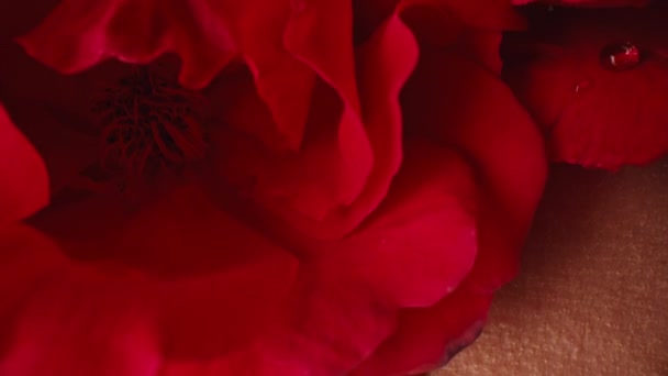 Макро Портрет Красивая Женщина Ванне Лицо Идеальным Макияжем Розы Цветы — стоковое видео