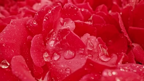 Macro Vista Rose Petali Con Gocce Rugiada Sorprendente Rosa Sfondo — Video Stock