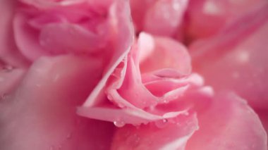 Macro manzaralı pembe gül yaprakları, çiğ damlaları, harika bir gül. Çiçekli, aromalı. Yaz halısı dokusu - çiçekler çiçek arkaplanı. Lanet doğa manzarası. Düğün, Sevgililer Günü konsepti