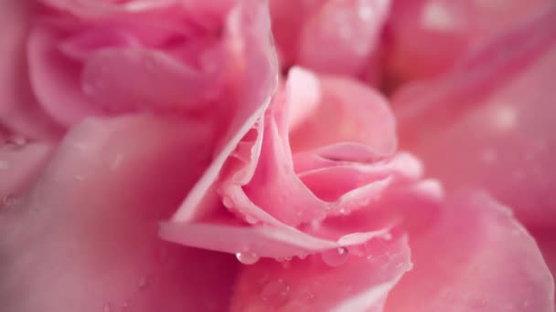 Macro View Pétales Roses Roses Avec Gouttes Rosée Rose Incroyable — Video